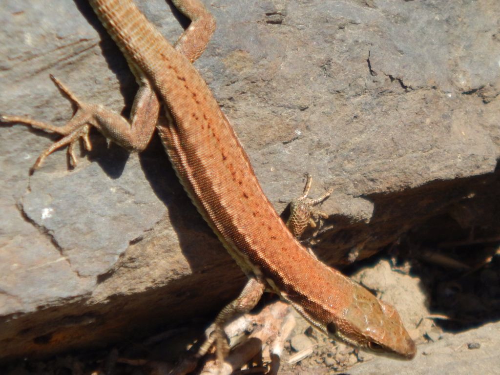 A lizard like you might encounter on this hike.