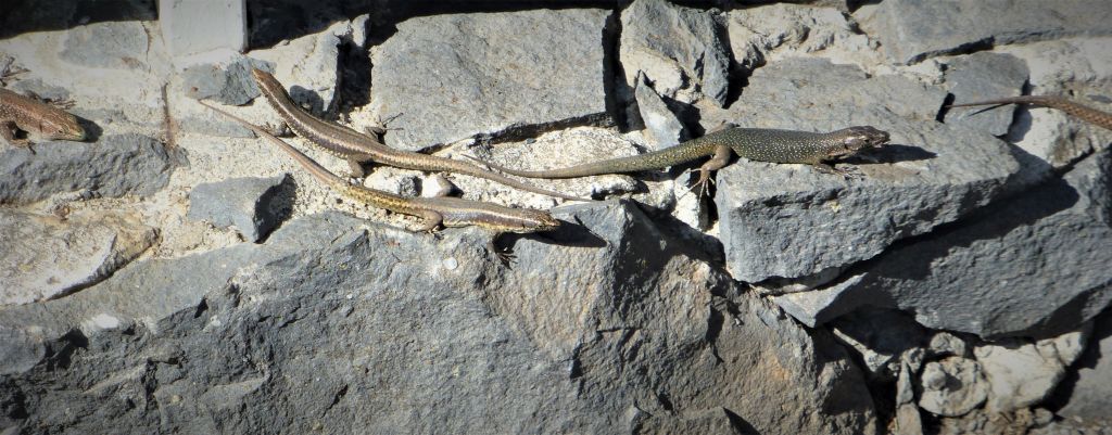 A lizard like you might encounter on this hike.