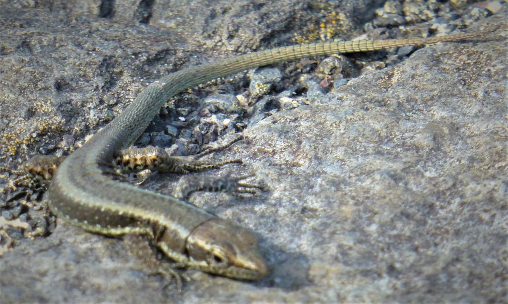 A lizard like you might encounter on this hike.